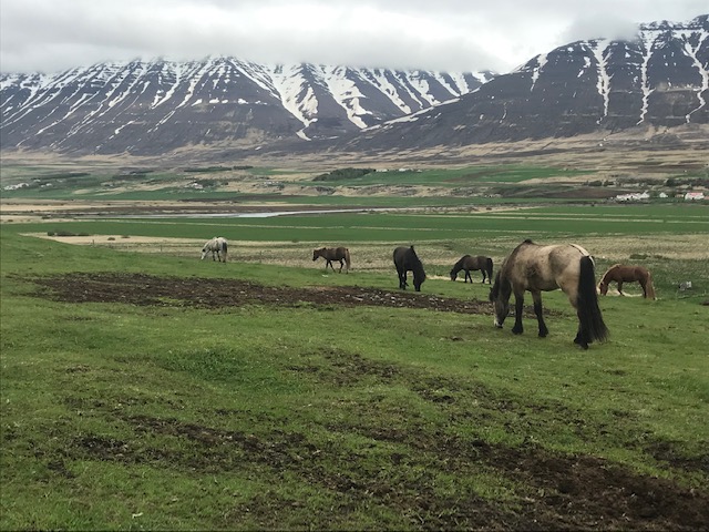 montagnes et chevaux islandais