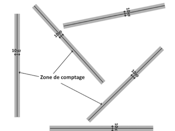 Transect avec des segments placés aléatoirement