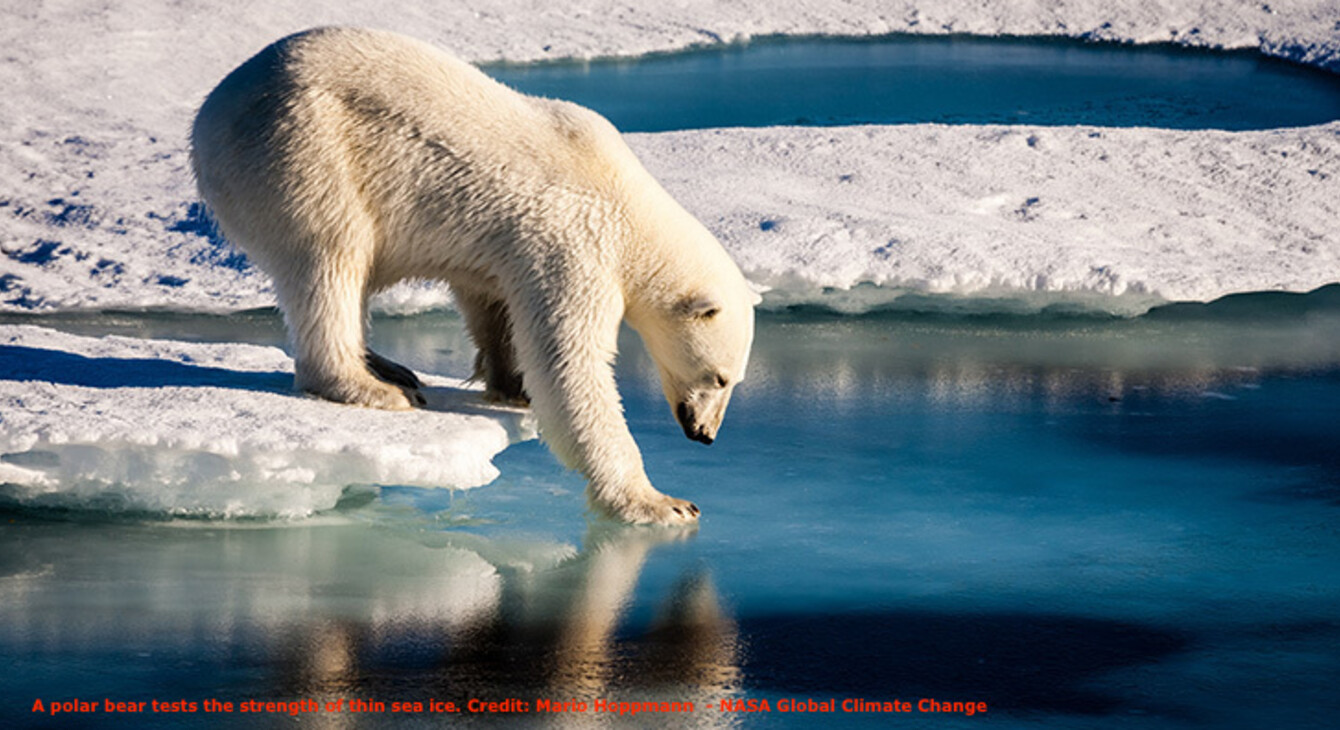 Global Climate Change - polar bear