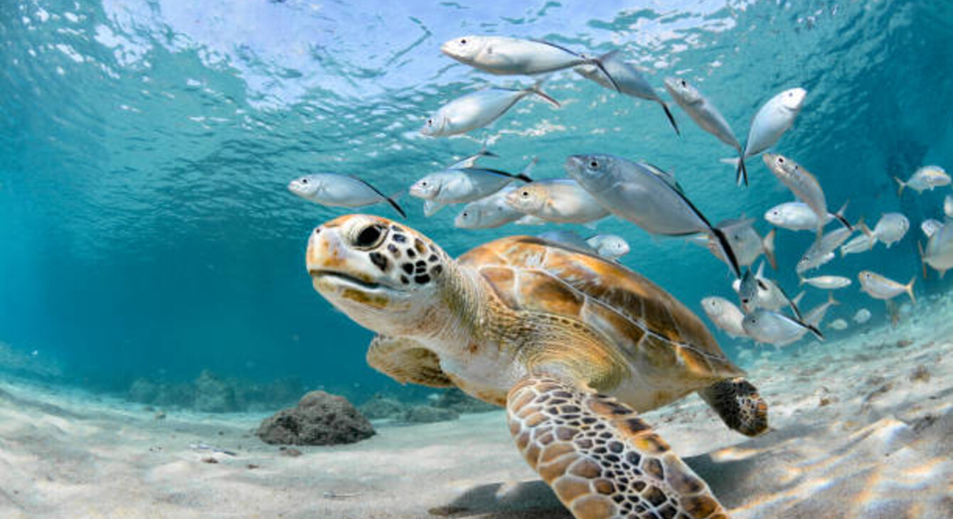 Image_OAB_2025_TORTUE