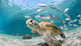 Image_OAB_2025_TORTUE
