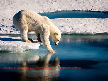Global Climate Change - polar bear