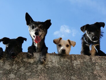 Errance animale chiens