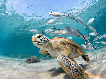 Image_OAB_2025_TORTUE